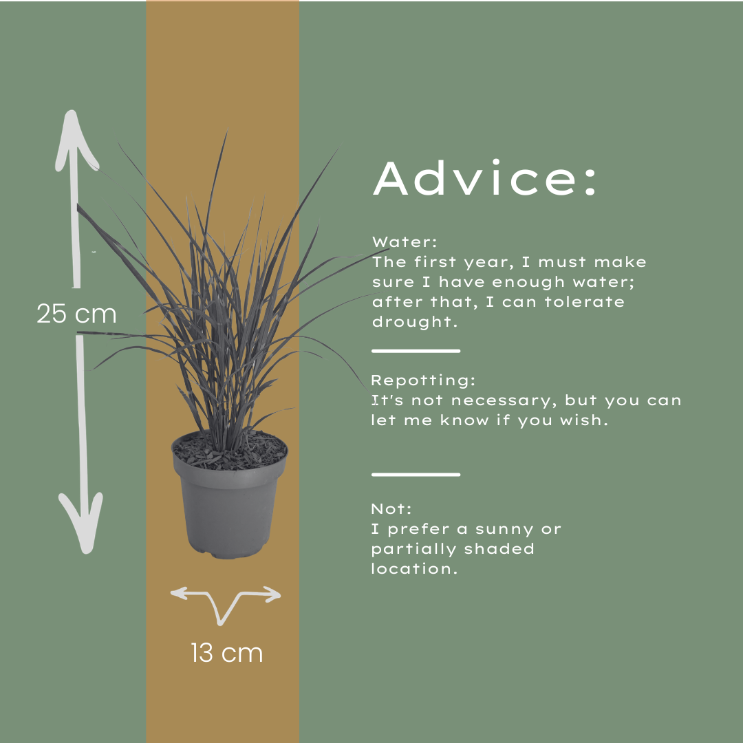 3x Zebraschilf Zebrinus â Miscanthus sinensis â Winterhartes Ziergras 12cm â Dekoratives Chinaschilf mit gestreiftem Laub