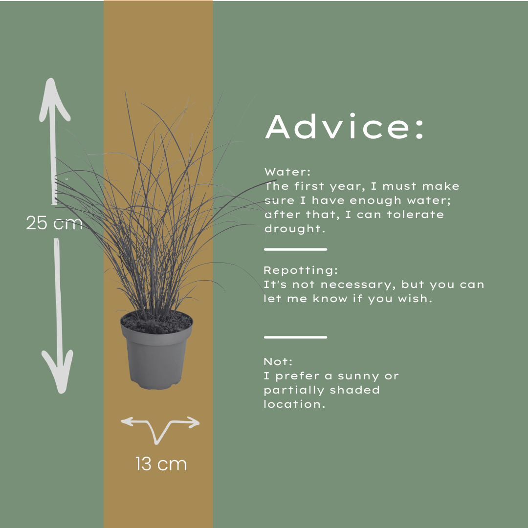 3x Chinaschilf Gracillimus â Miscanthus sinensis â Winterhartes elegantes Ziergras im 12cm Topf â Pflegeleichtes Gartengras
