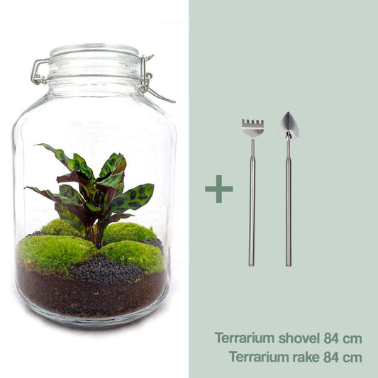 Flaschengarten Calathea – DIY Bausatz Terrarium – ↕28cm – Do – It – Yourself Pflanzen – Ansicht 2