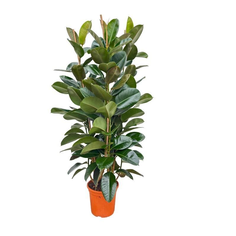 Ficus elastica Robusta Große Gummibaum Zimmerpflanze mit glänzenden dunkelgrünen Blättern für Wohnzimmer & Büro Ø27cm