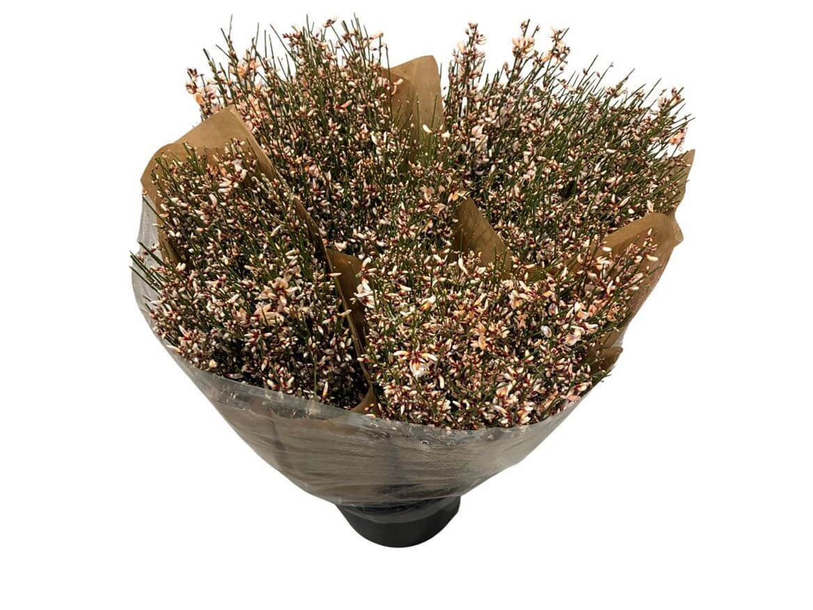 Ginster Apricot – Schnittginster Premiumqualität - 70cm Stiellänge - 25 Stiele Bundware für Floristik & Dekoration
