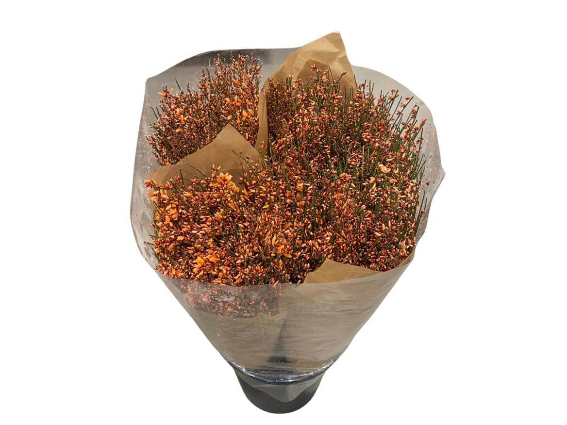 Ginster Orange – Gefärbter Schnittginster - 70cm Stiellänge - 25 Stiele Bundware für Floristik & Dekoration