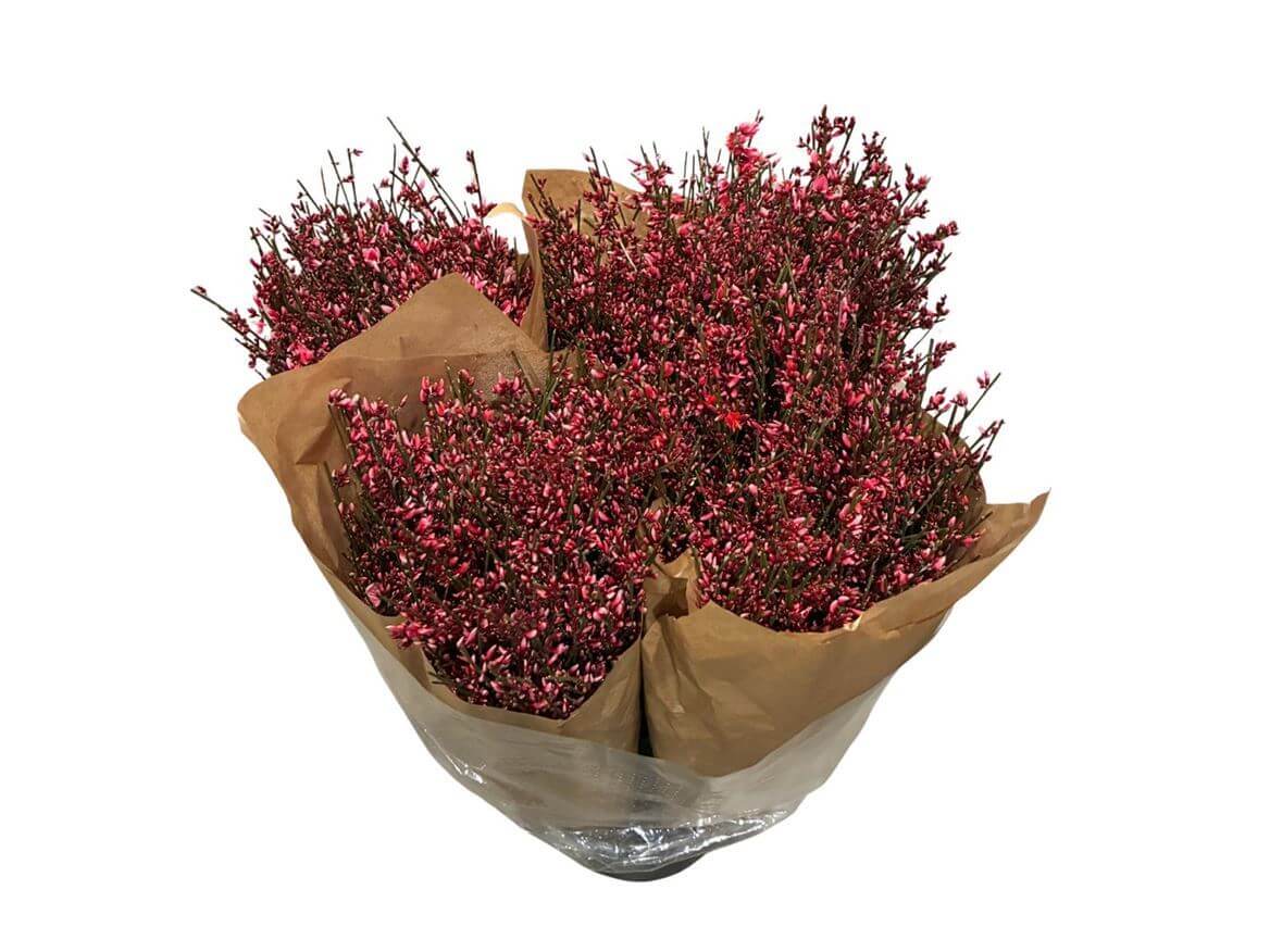 Ginster Rot – Gefärbter Schnittginster - 70cm Stiellänge - 25 Stiele Bundware für Floristik & Dekoration