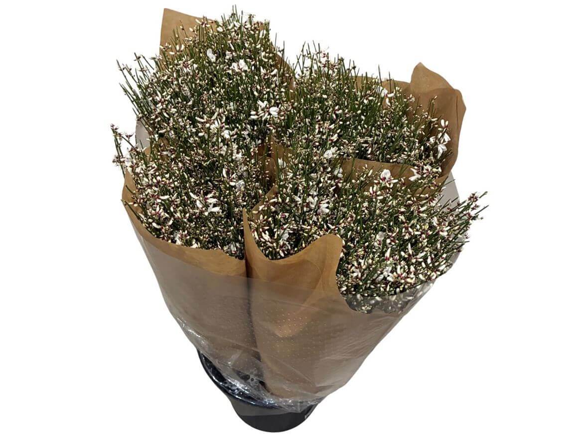 Ginster Weiss – Gefärbter Schnittginster - 70cm Stiellänge - 25 Stiele Bundware für Floristik & Dekoration