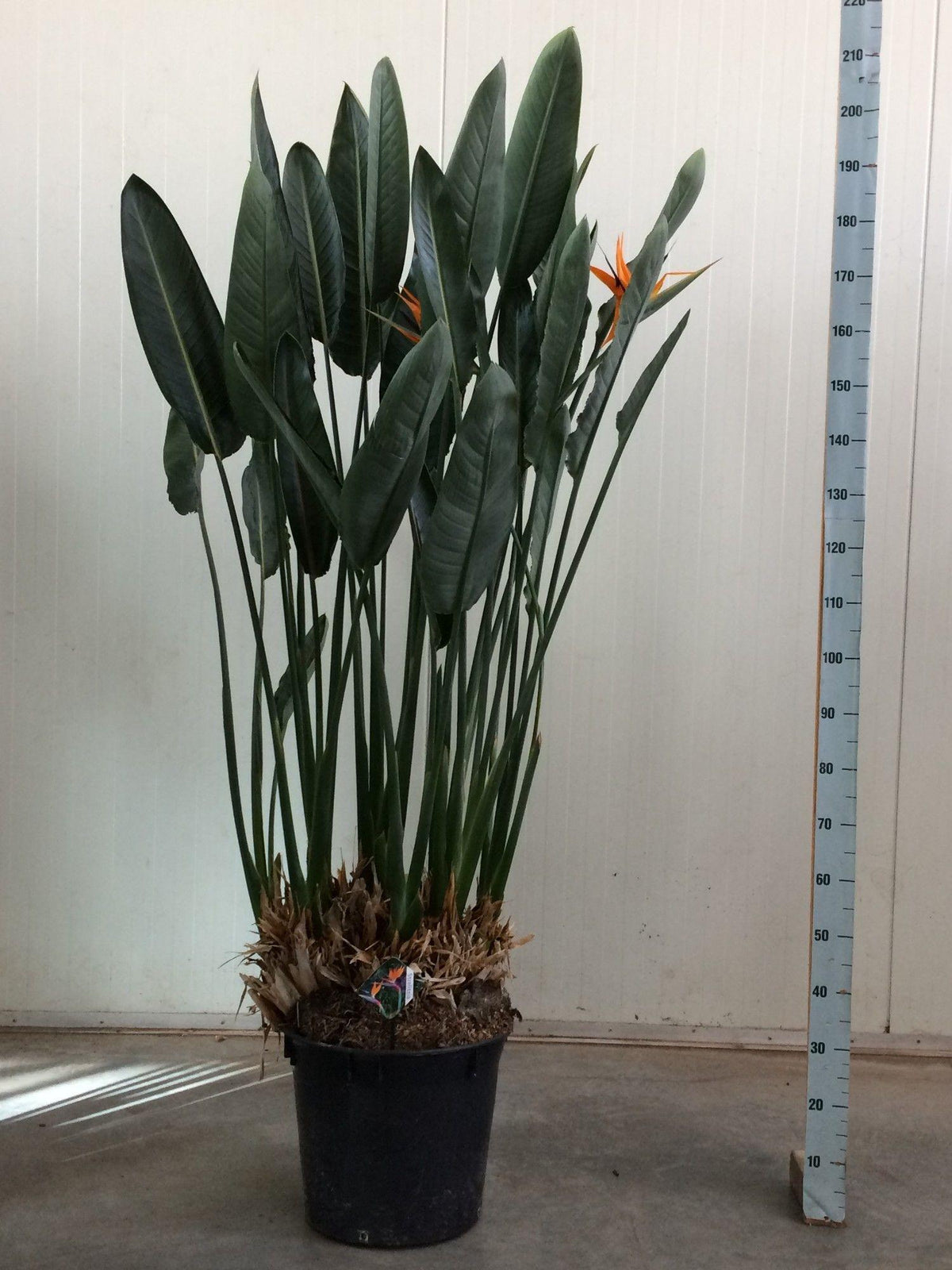 Strelitzia Reginae – Paradiesvogelblume – Zimmerpflanze 180cm – Ø50cm – Exotische Kübelpflanze mit orangefarbenen Blüten – Tropische Pflanze für Innen & Außen – Pflegeleicht