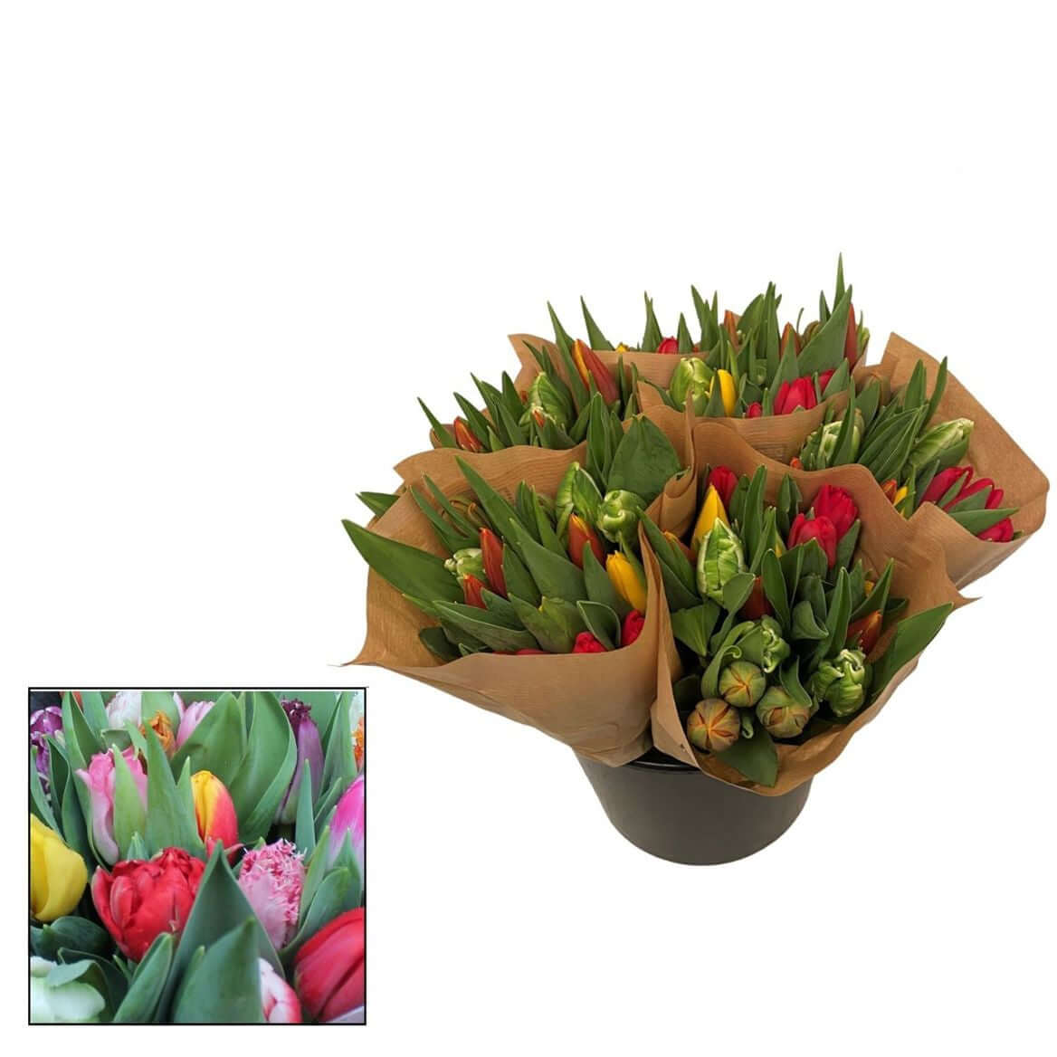 Tulipa Decorum Mix – Bunte Schnitt-Tulpen Mischung - A1 Qualität - 35cm Stiellänge - 90 Stiele Bundware für Floristik & Handel