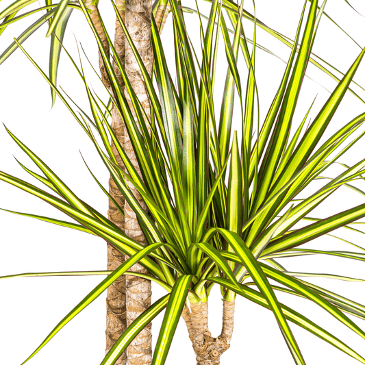 Dracaena Marginata Sunray mit Korb Ø24cm - ↕130 - 150cm