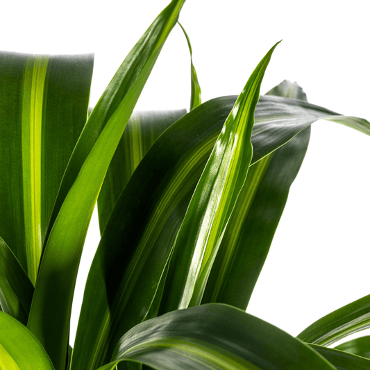 Drachenbaum - Dracaena Deremensis ‘Hawaiian Sunshine’ – Zimmerpflanze – Ø21 cm – Höhe 90–110 cm – Tropisches Flair mit gelb-grünem Laub