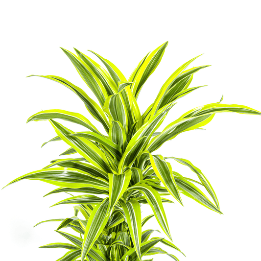 Dracaena Deremensis Lemon Lime mit Korb Ø24cm - ↕130 - 150cm