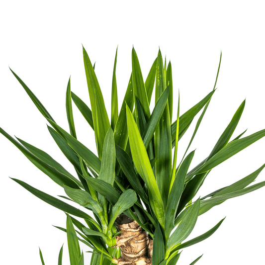 Yucca Elephantipes mit Korb Ø24cm - ↕120 - 140cm