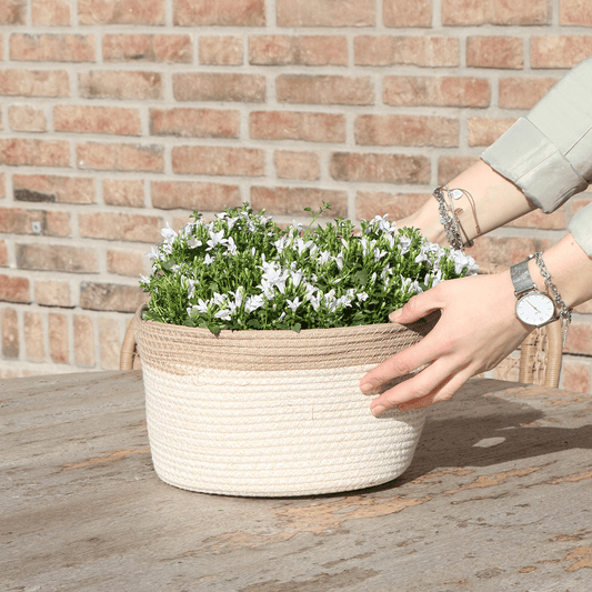Campanula Addenda Ambella weiß - Baumwollschale mit Campanula mit Bewässerungssystem - 3 Stück - Glockenblume weiß - Topfgröße 12cm