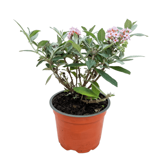 Green boutiQ - Gartenpflanze - Buddleja davidii Butterfly Candy Little Pink - Schmetterlingsstrauch - Kompakt - Rosa - 1 Pflanze - Topf 12cm - Höhe 20-25cm