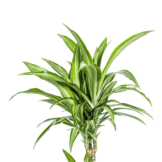 Dracaena Deremensis White Stripe mit Korb Ø21cm - ↕90 - 110cm