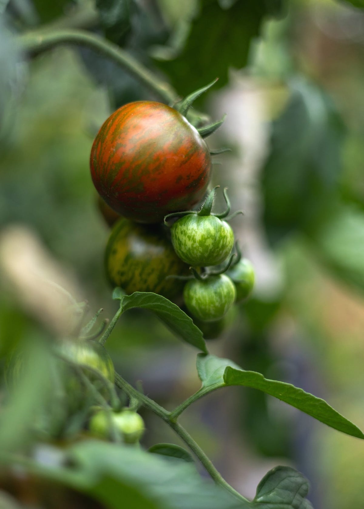 Black Zebra Tomatensamen Zier Mittelgroße