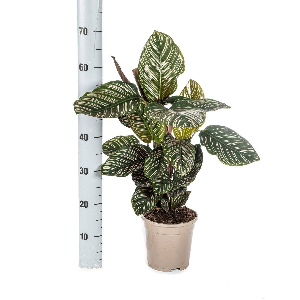 Korbmarante Calathea Ornata Sanderiana – Ø17 cm – ca. 40–50 cm hoch – Zimmerpflanze mit pink gestreiften Blättern – Für Wohnzimmer & Büro