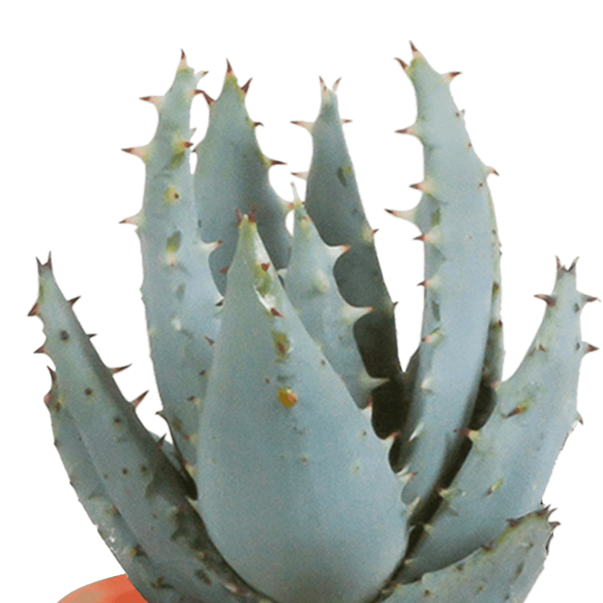 Kakteen & Sukkulenten Mischung – 15 Pflanzen 5,5 cm – Vielfältige Auswahl aus Cereus, Echeveria, Haworthia & Crassula – Hochwertige Qualität – Handbemalter mexikanischer Topf inklusive