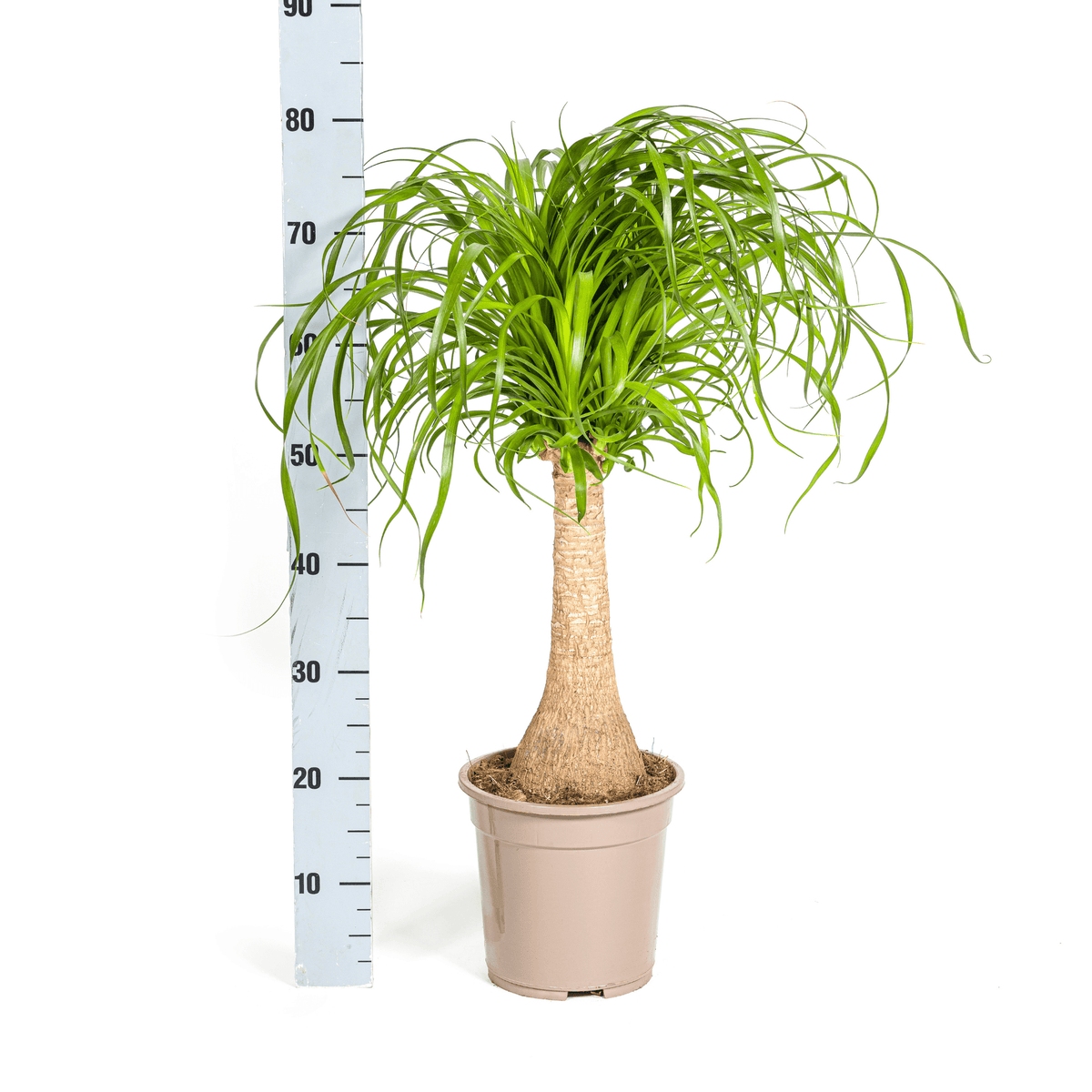 Elefantenfuß Beaucarnea Recurvata – Zimmerpflanze – Ø21cm – 60-80cm Höhe – Trockenheitsverträglich & pflegeleicht