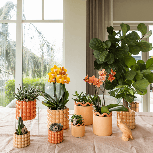 Kolibri Orchids | Orange/gelbe Las Vegas Orchidee + Poppy Peach Übertopf – Topfgröße Ø12cm | blühende Zimmerpflanze – frisch vom Züchter