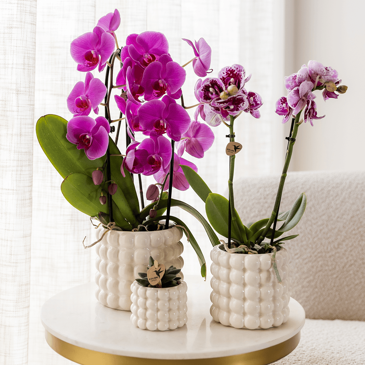 Kolibri Orchids | Violette Phalaenopsis-Orchidee Topfgröße Ø12cm | Freeride | Blühende Zimmerpflanze – Frisch vom Züchter