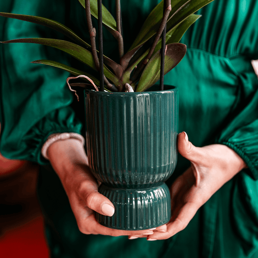 Orchidee altrosa mit grünem Diabolo Übertopf Ø9cm blühende Zimmerpflanze frisch vom Züchter inklusive Gießdocht dekorative Phalaenopsis für Wohnzimmer Büro Geschenkidee