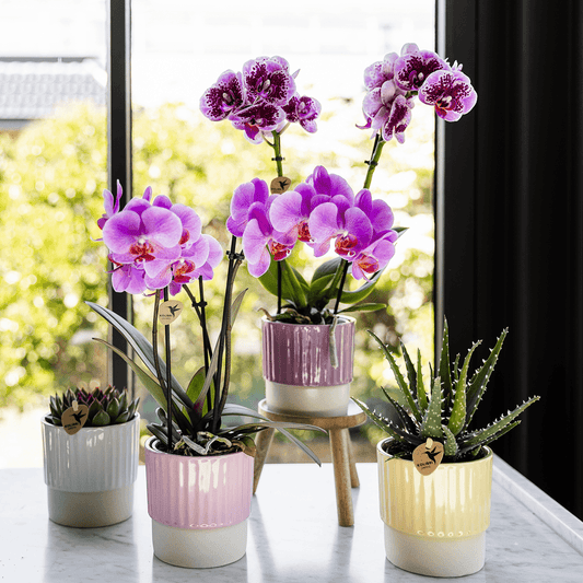 Kolibri Orchids | Violett-Rosa Phalaenopsis-Orchidee Topfgröße Ø9cm | Frederikstad | Blühende Zimmerpflanze – Frisch vom Züchter