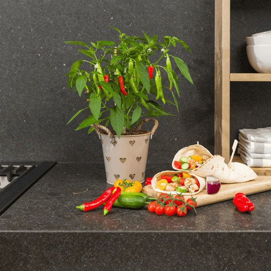 Rote Paprikapflanze - Capsicum annuum - Spanischer Pfeffer - Ø14cm - ↨45cm