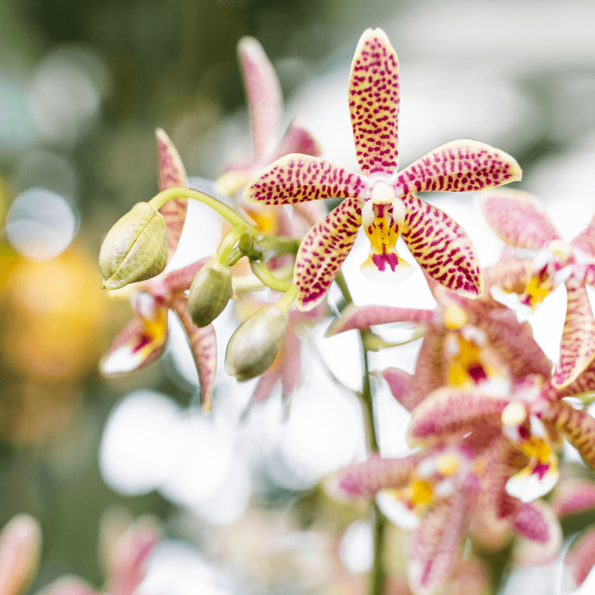 Kolibri Orchideen | orangefarbene Phalaenopsis-Orchidee – Spider – Topfgröße Ø9 cm | blühende Zimmerpflanze – frisch vom Züchter