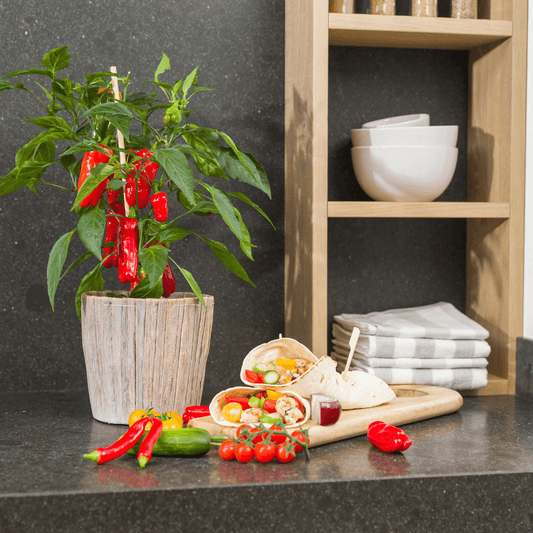Rote Paprikapflanze - Snack Paprika - Ø14 cm - ↨45cm