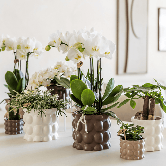 Kolibri Home | Cotton sierpot - White - Ø9cm