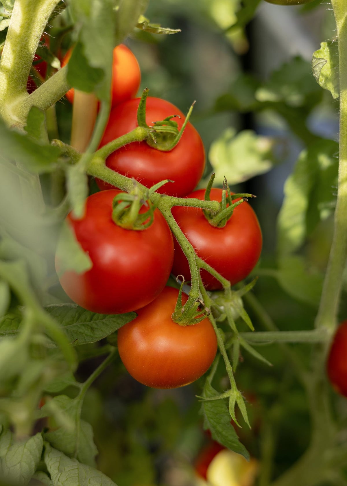 Tomatensamen Money Maker