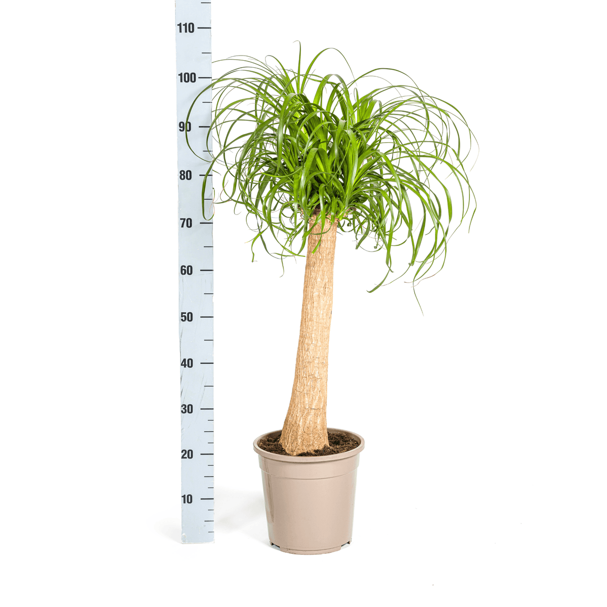 Beaucarnea Recurvata Stamm mit Korb Ø24cm - ↕80 - 100cm