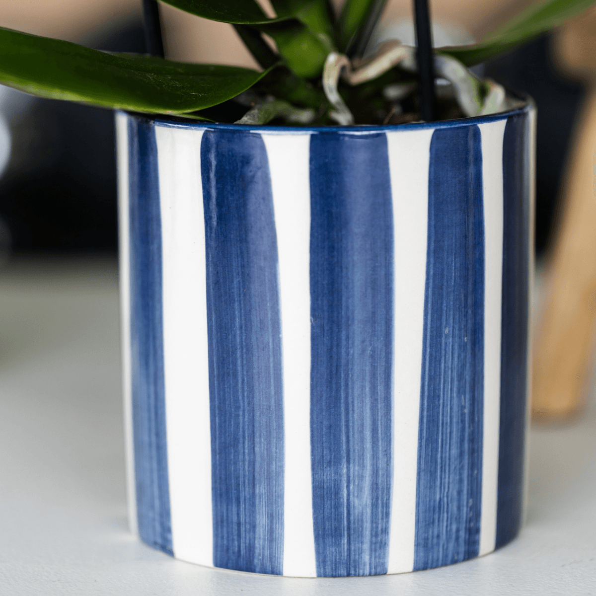 Set mit Orchidee Lima & Sukkulenten – In Keramiktöpfen Ø9cm & Ø6cm – Blühende Zimmerpflanze mit Sukkulenten – Dekoratives Pflanzenset – Frisch vom Züchter