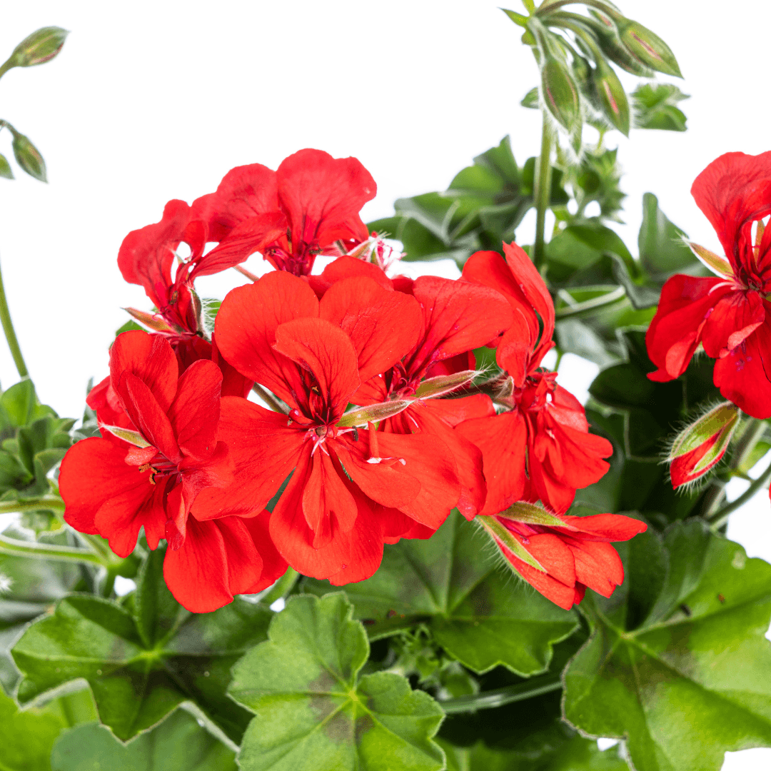 Geranie - Pelargonium peltatum Rot - Zimmerpflanze - Ø12 cm - ↕20 cm