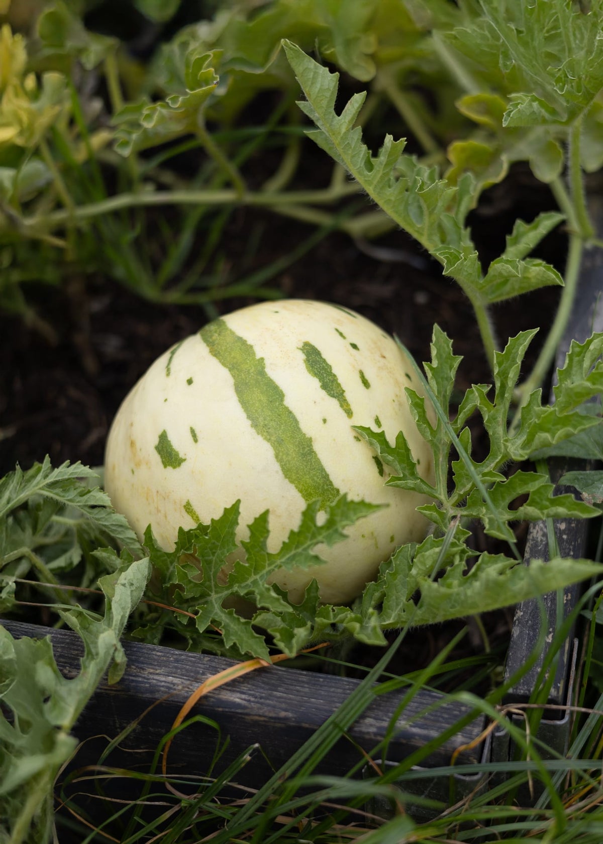 Snowmelon Schneemelone Samen