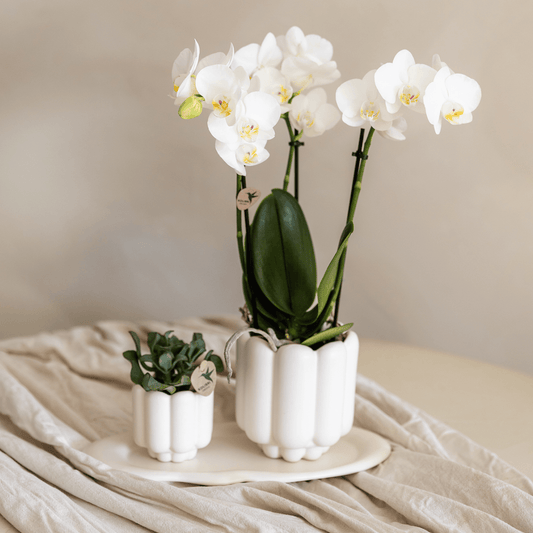 Kolibri Orchids | Geschenkset Retro White | Gibraltar Orchidee Ø9cm + Grünpflanze Ø6cm – inkl. Retro‑Übertöpfe & weißes Tablett – frisch vom Züchter