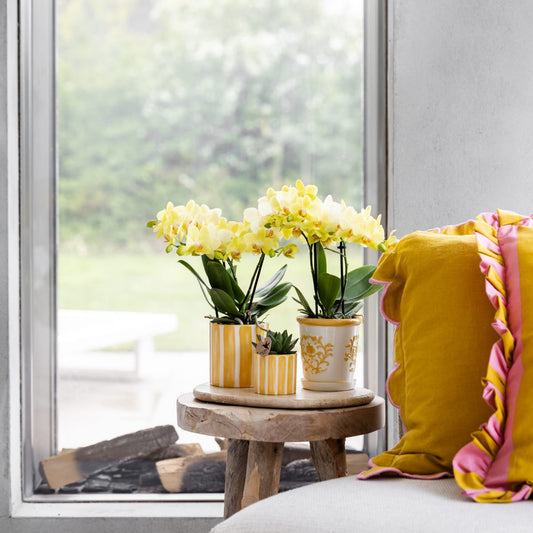 Gelbe Phalaenopsis Orchidee 'Albenga' – Ø9cm – Zimmerpflanze mit 2–3 Blütenstielen – Lange Blütezeit – Pflegeleicht – Direkt vom Züchter