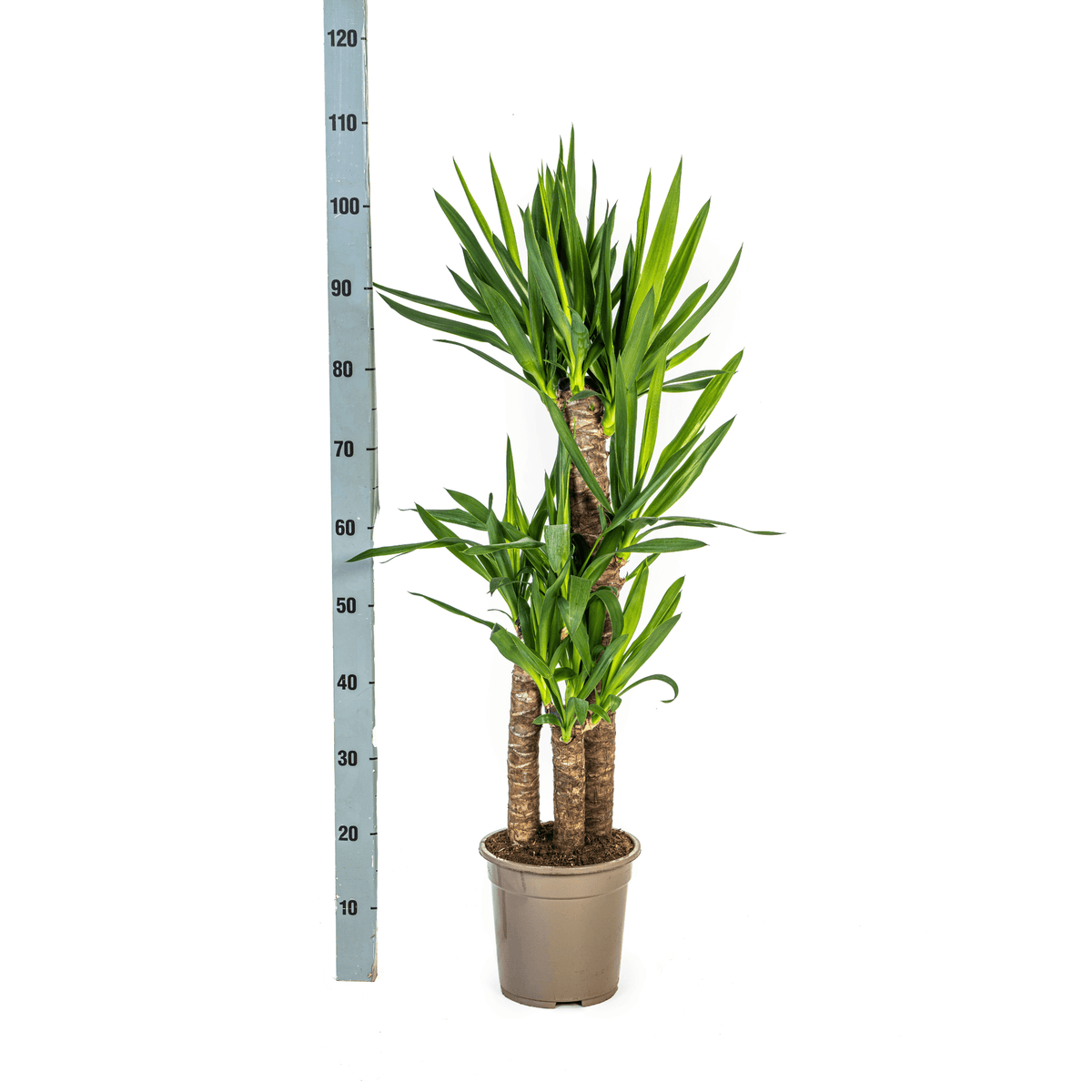Yucca Elephantipes – Riesen-Palmlilie – Zimmerpflanze – Ø21cm – Höhe 90–110cm – Robuste Grünpflanze – Pflegeleicht & dekorativ