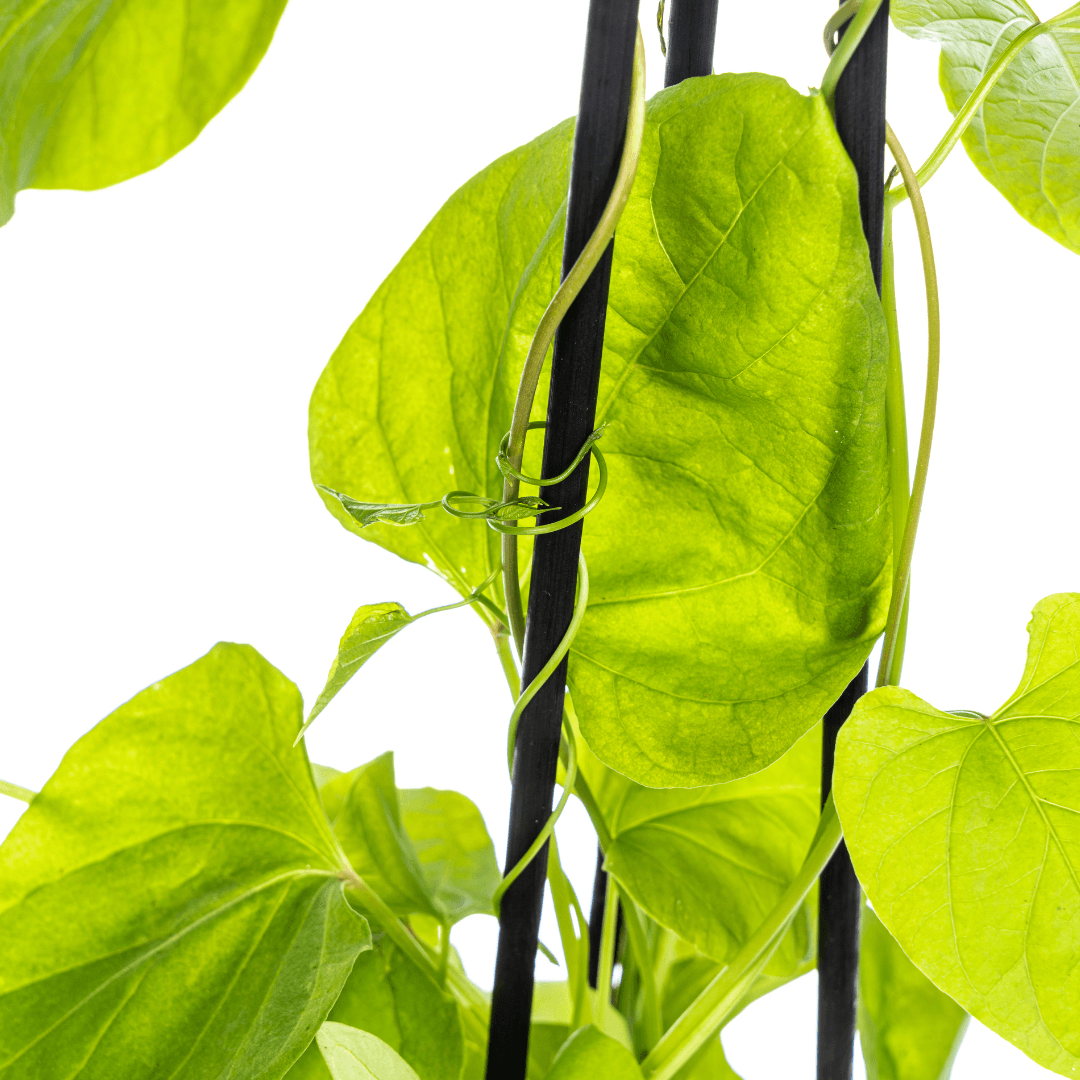 Himmelblaue Prunkwinde - Ipomoea tricolor Heavenly Blue - Ø13 cm - ↕60 cm - 4 Pflanzen