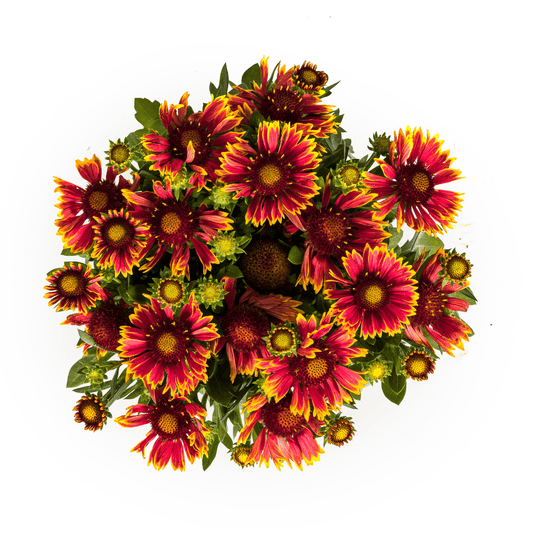 Gaillardia aristata – Kokardenblume im Topf Ø19cm – ↕40–50cm – Winterharte Gartenstaude – Bienenfreundlich & pflegeleicht – Für Beet & Naturgarten