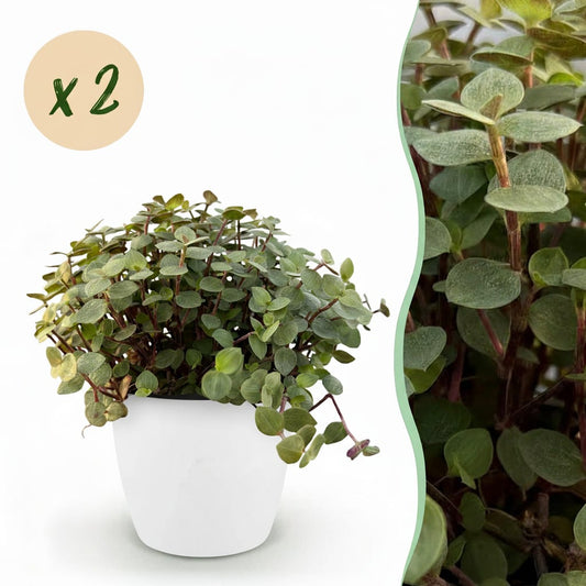 Green boutiQ - Zimmerpflanze - Calissia repens - Katzengras - Haustierfreundlich - Grün - 2 Pflanzen - mit Potter Weiß - Topf 12cm - Höhe 17-20cm