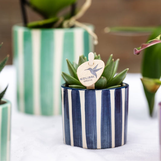 Set mit Orchidee Lima & Sukkulenten – In Keramiktöpfen Ø9cm & Ø6cm – Blühende Zimmerpflanze mit Sukkulenten – Dekoratives Pflanzenset – Frisch vom Züchter