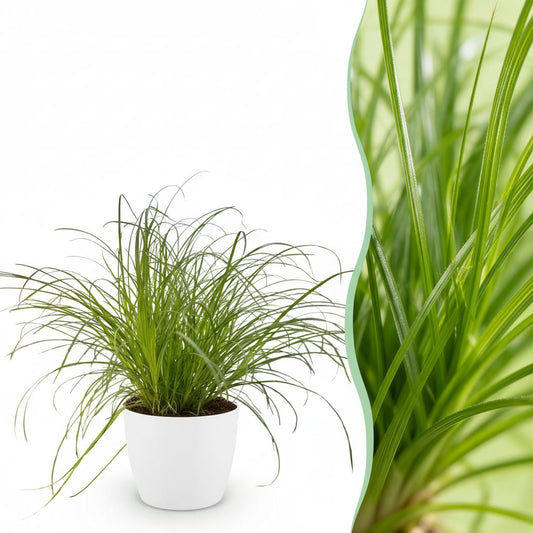 Green boutiQ - Zimmerpflanze - Cyperus alternifolius Zumula - Katzenpflanze - Haustierfreundliche Pflanze - Grün - 1 Pflanze - mit Potter Weiß - Topf 12cm - Höhe 20cm