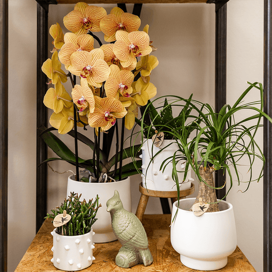 Kolibri Orchids | Orange Phalaenopsis-Orchidee Topfgröße Ø12cm | Sunny Bunny | Blühende Zimmerpflanze – Frisch vom Züchter