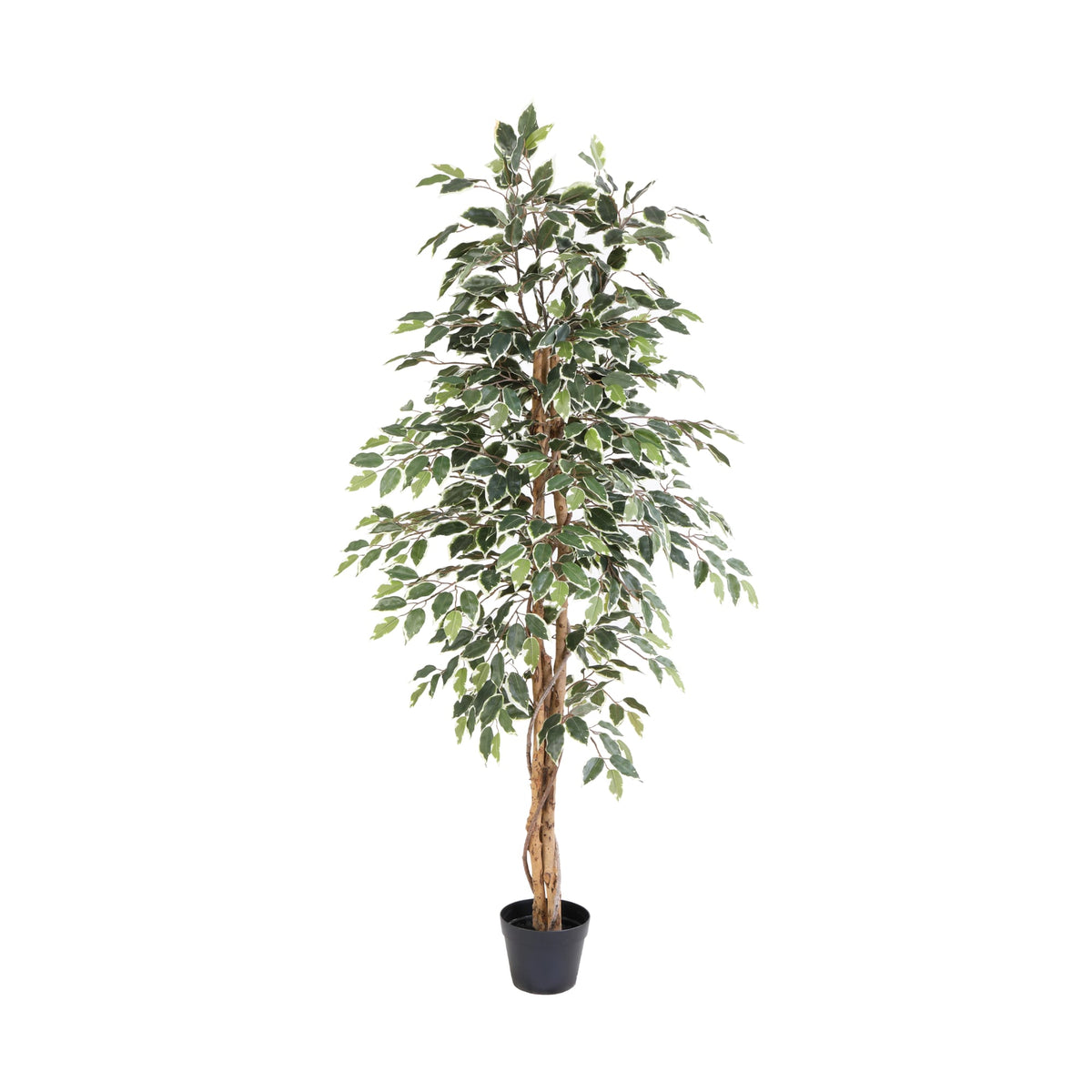 ARTIFICIAL Ficus benjamina variegata - 160cm