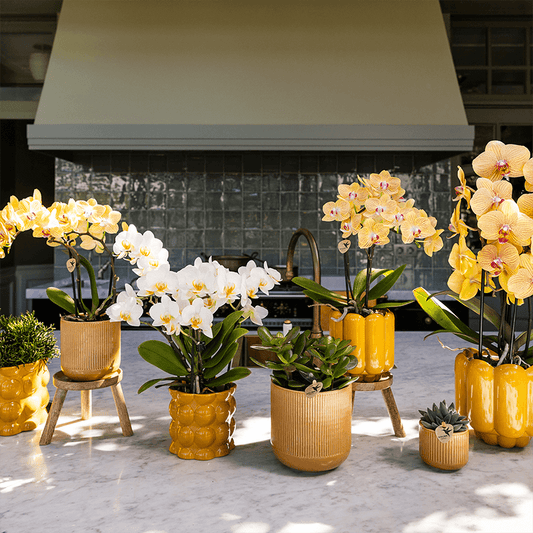 Kolibri Orchids | Sunny Bunny Orchidee gelb/rosa + Retro ocker Übertopf – Topfgröße Ø12cm | blühende Zimmerpflanze – frisch vom Züchter