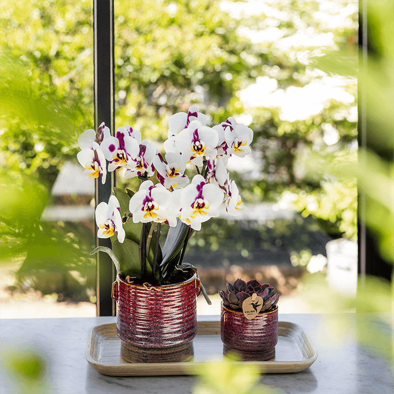 Kolibri Orchids | Geschenkset Aura | Rosa Phalaenopsis-Orchidee Congo mit Grüner Pflanze in Aura-Ziertöpfen auf Bambustablett
