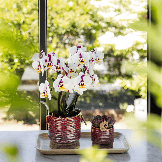 Kolibri Home | Aura sierpot - Ø6cm