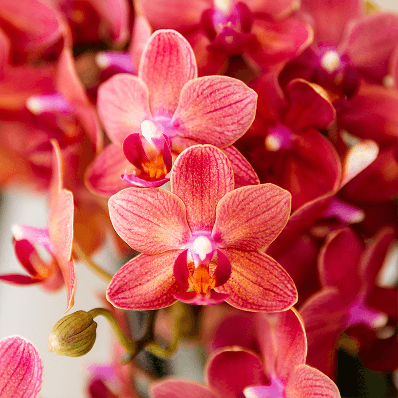 Orchideen Überraschungsbox – 2 Orchideen 9 cm, Pflanzen-Vorteilsbox, frische Lieferung direkt vom Züchter