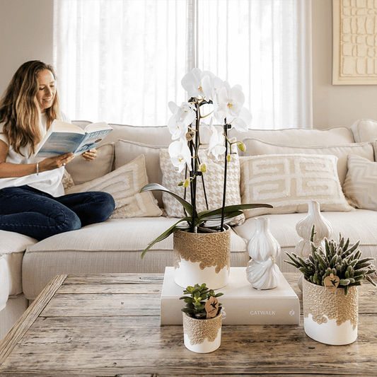 Kolibri Orchids | Weiße Niagara Falls Orchidee + Bloom sand Übertopf – Topfgröße Ø12cm | blühende Zimmerpflanze – frisch vom Züchter