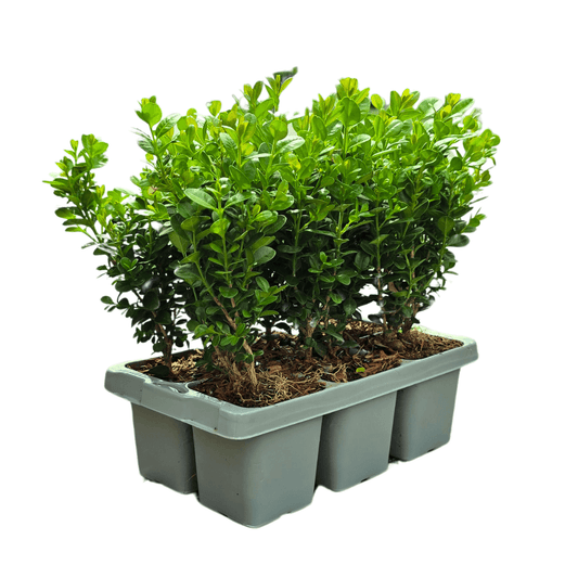 Buchsbaum – Buxus NewGen Freedom – 6 Pflanzen – je ca. 15 cm hoch – Topf Ø7 cm – kompakter, winterharter Strauch – resistent gegen Zünsler & Pilzkrankheiten – ideal für Formschnitt & Hecken